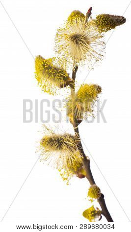 Salix Caprea, Goat Willow, Pussy Willow, Great Sallow, Close Up