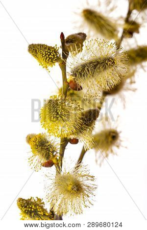 Salix Caprea, Goat Willow, Pussy Willow, Great Sallow, Close Up