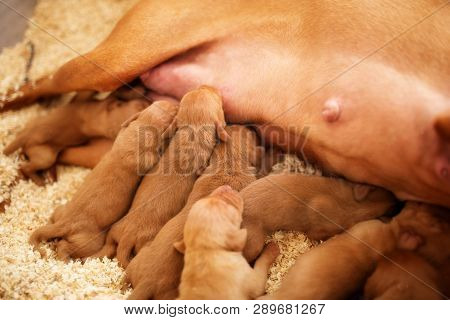 A Happy Vizsla Is A Dog With Young Puppies Lies In The Sawdust And Feed Them