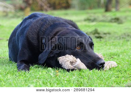 Black Labrador