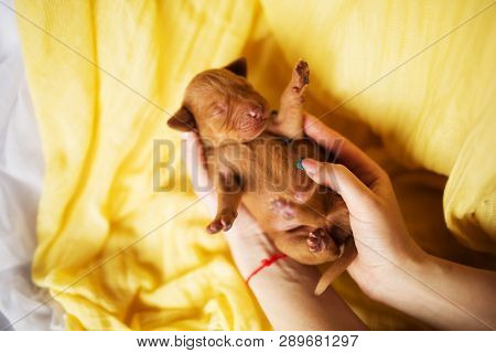 Happy Vizsla Is A Dog Young Puppies Lies On Yellow Towel And Pet By Owner