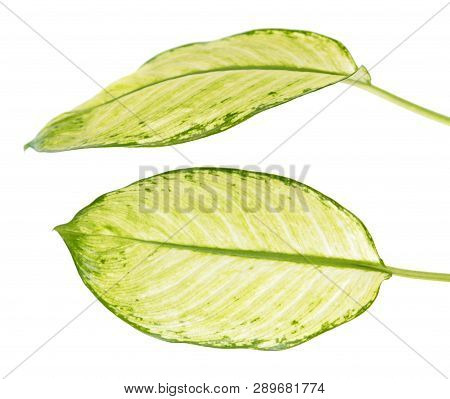 Large Green Leaf Of Tropical Plant (dieffenbachia Seguine Or Dumbcane) Isolated On White Background