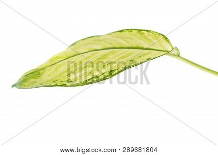 Large Green Leaf Of Tropical Plant (dieffenbachia Seguine Or Dumbcane) Isolated On White Background