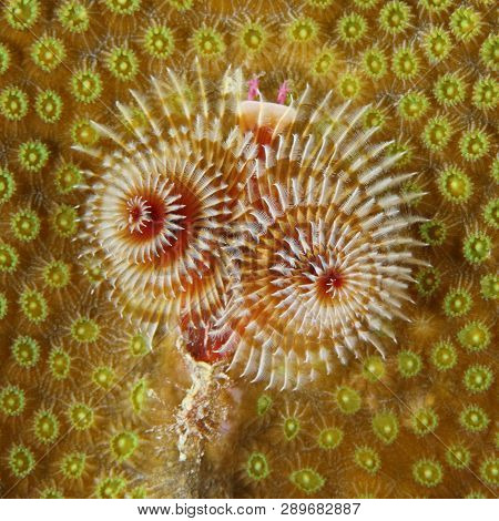 Christmas Tree Worm (spirobranchus Giganteus) On A Coral Head - Bonaire
