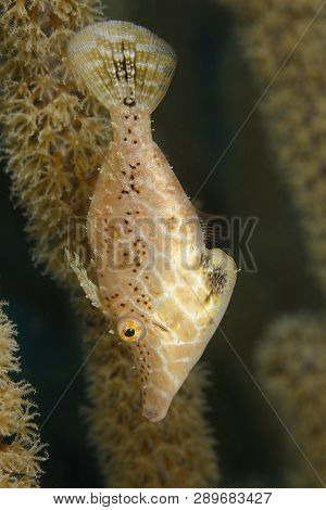 Slender Filefish (monacanthus Tuckeri) Hidng In A Gorgonian - Bonaire