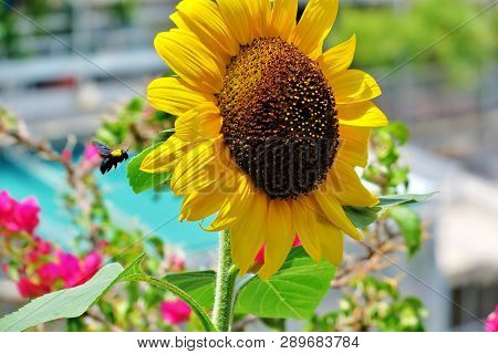 Big Yellow Sunflower With A Bumblebee Flying Near It