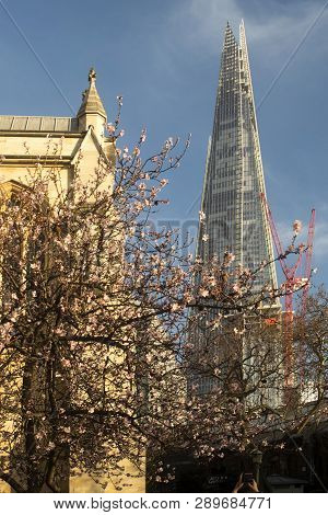 London - February 15, 2019: Sunny Day Near Southwark Cathedral, Cherry Blossoms