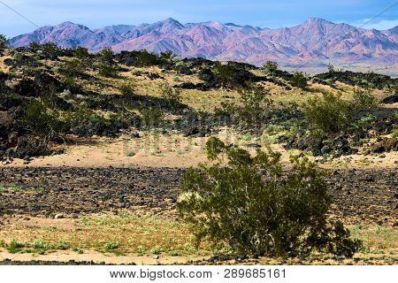 Chaparral Shrubs Including The Creosote Bush On An Arid Plain With Volcanic Lava Rocks Taken At Ambo
