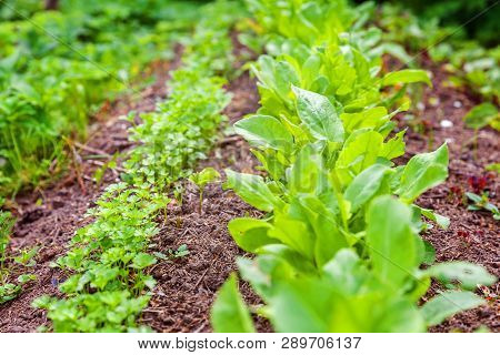 Agricultural Field With Green Leaf Lettuce Salad And Parsley On Garden Bed In Vegetable Field. Garde