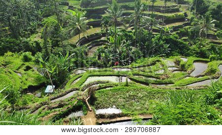 Tegalalang Rice Terraces In Ubud, Bali. Tegalalang Rice Terrace Is One Of The Famous Tourist Objects