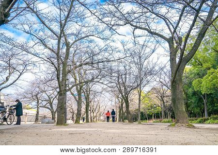 Japanese, Tourists, Travelers Walked Around Osaka Castle Park In Mar 2018 With Dry Tree Around, Oask