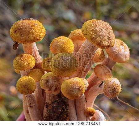 Heap Of Ripe Honey Agaric Close Up In Forest