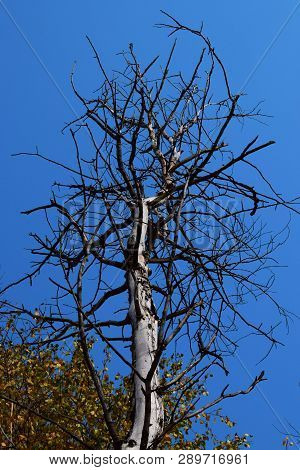 Silhouette Of Tree With Clear Sky Background In Forest