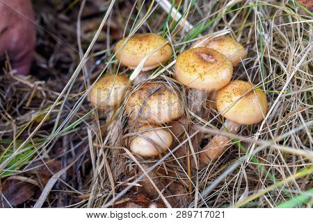 Group Of Tasty Honey Agaric Under Grass In Forest At Autumn Raw