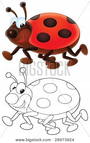 Coccinella