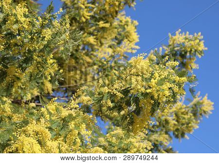 Background With Many Yellow Flowers Of Mimosa Blossomed In Spring And Blue Sky