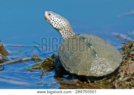 A Diamondback Terrapin Sitting Along The Shoreline