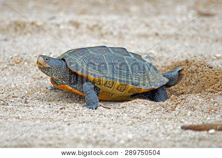 A Diamondback Terrapin Turtle Laying Eggs On Dirt Road