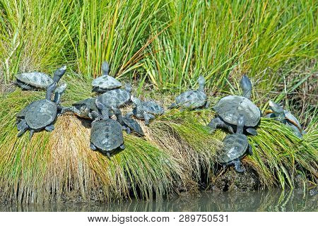 A Large Group Of Diamondback Terrapin Turtles