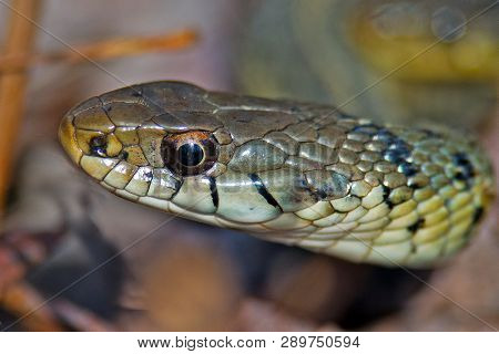 A Close Up Of The Head Of A Garter Snake