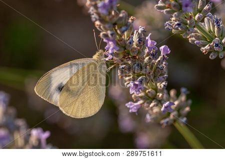 Butterfly Leptidea Sinapis On Lavender Angustifolia, Lavandula