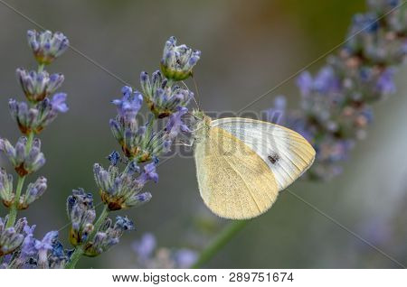 Butterfly Leptidea Sinapis On Lavender Angustifolia, Lavandula