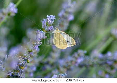 Butterfly Leptidea Sinapis On Lavender Angustifolia, Lavandula