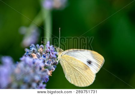 Butterfly Leptidea Sinapis On Lavender Angustifolia, Lavandula