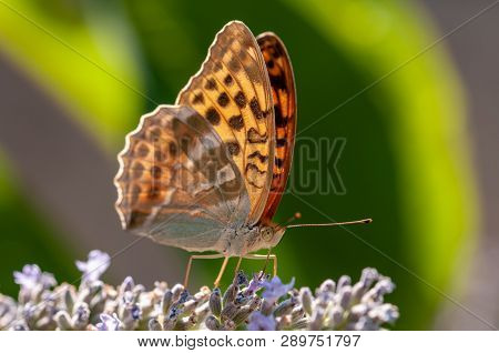 Papilio Argynnis Paphia On Lavender Angustifolia, Lavandula