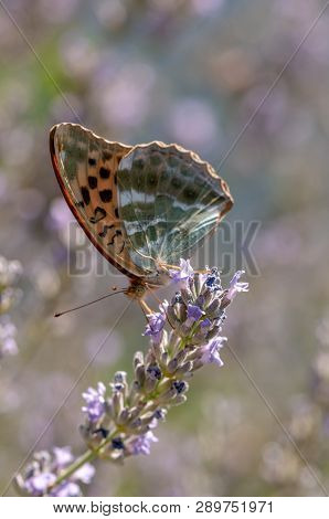 Papilio Argynnis Paphia On Lavender Angustifolia, Lavandula
