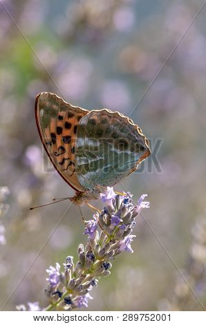 Papilio Argynnis Paphia On Lavender Angustifolia, Lavandula