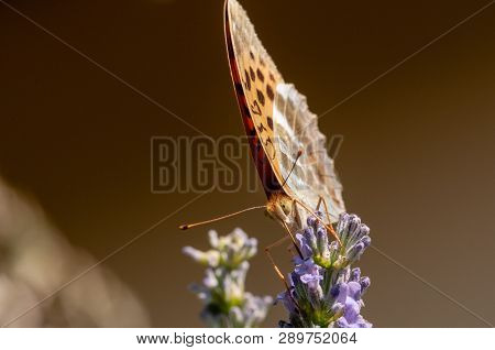Papilio Argynnis Paphia On Lavender Angustifolia, Lavandula