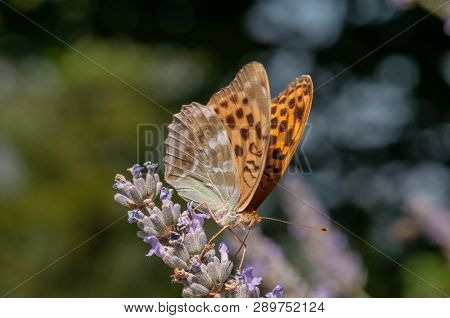 Papilio Argynnis Paphia On Lavender Angustifolia, Lavandula