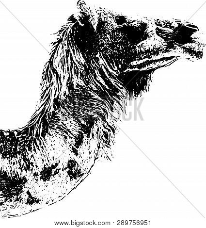 Ornate Image Of An Animal With Transparent Background