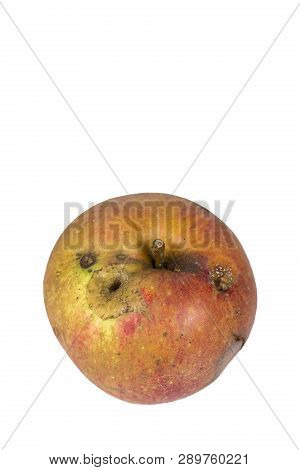 Boring Trace Of A Codling Moth Cydia Pomonella, In A Wormy Apple. On White Background. Place To Writ