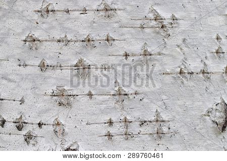 Birch Bark Texture Close Up White Texture