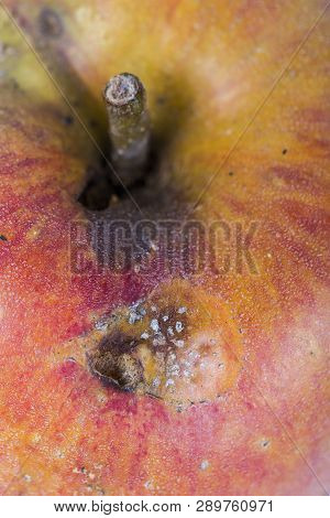 Close-up Boring Trace Of A Codling Moth Cydia Pomonella, In A Wormy Apple. On White Background. Plac