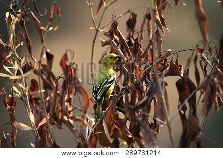 Common Iora, Aegithina Tiphia, Sinhagad Valley, Pune District, Maharashtra, India