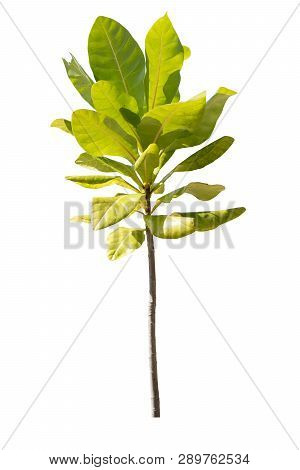 Young Or Seedling Tree Avicennia Alba Plants Used To Grow In The Mangrove Forest. Isolated White Bac