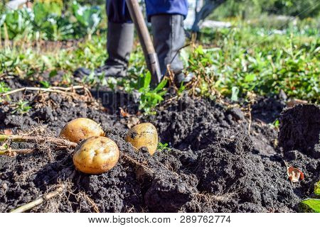 Digging Out Of Potato By Shovel At Garden In Autumn With Boots At Background Work Farm