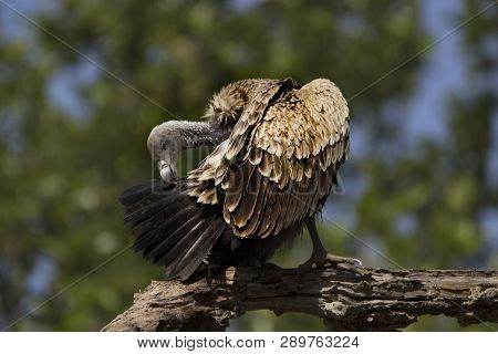 Indian Vulture, Gyps Indicus, Bandhavgarh National Park, Madhya Pradesh, India