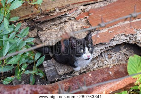 Black Cat Looks Up To Sky Under Fende With Barbed Wire Outdoor