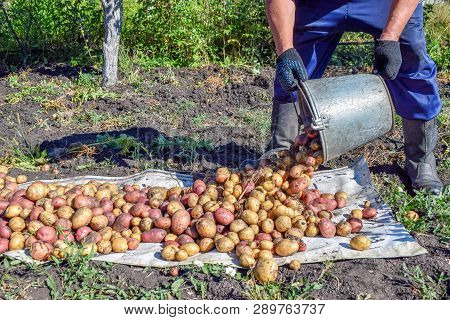 Pouring Out Potatoes From Metal Bucket At Garden In Autumn Farm