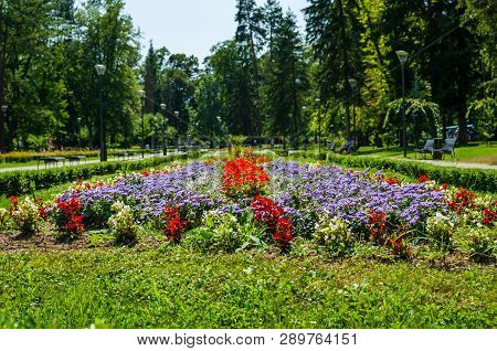 Flowers In A Public Park