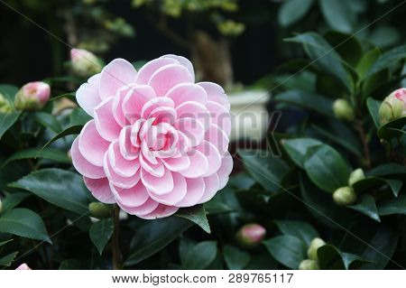 Closeup Of Pink Camellia Blosssom Dark Green Leaves