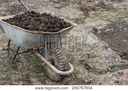 Horse Manure And Garden Wheel On Garden. Soil Fertilization And Pile Of Manure