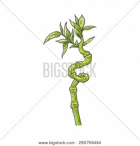 Bamboo Green Stalk With Leaves In Sketch Style.