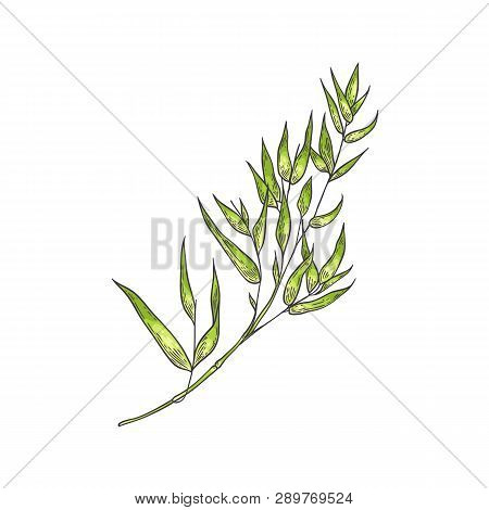 Bamboo Green Stalk With Leaves In Sketch Style Isolated On White Background.