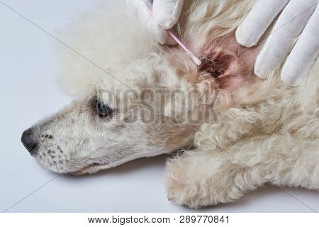 Cleaning Poodle Dog Ear With Cotton Stick