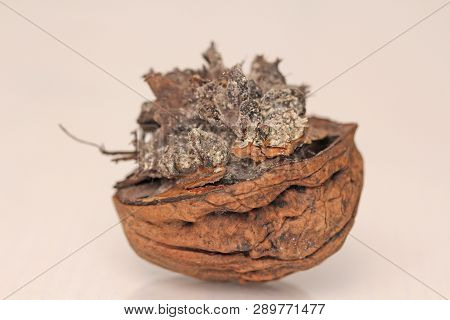 Rotten Walnut. Infected Walnut Halves. Spoiled Walnut With Mold Isolated On White Background Closeup